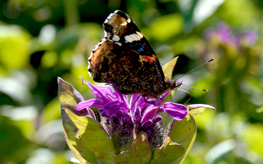 Goldmelisse 'Trinity Purple' (Indianernessel) (Pflanze)