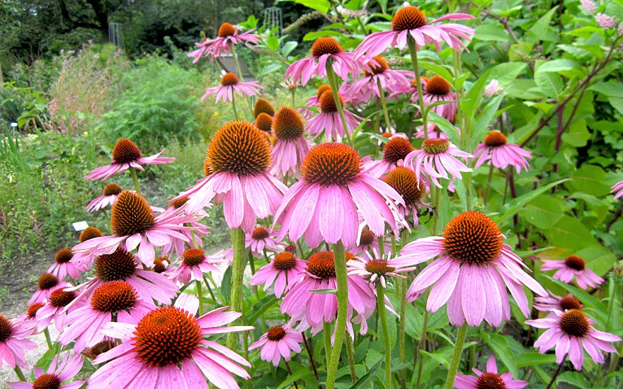 Echinacea (Saatgut)