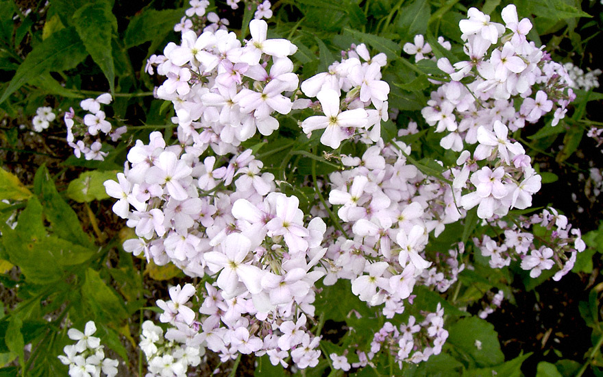 Nachtviole, weiß blühend (Saatgut)