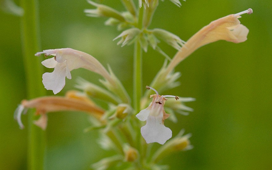 Agastache 'Champagne' (Pflanze)