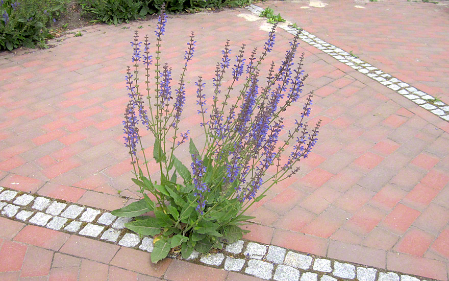 Wiesensalbei (Saatgut)