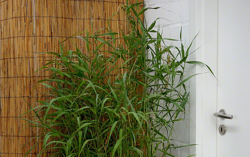 Palmarosa (Pflanze)