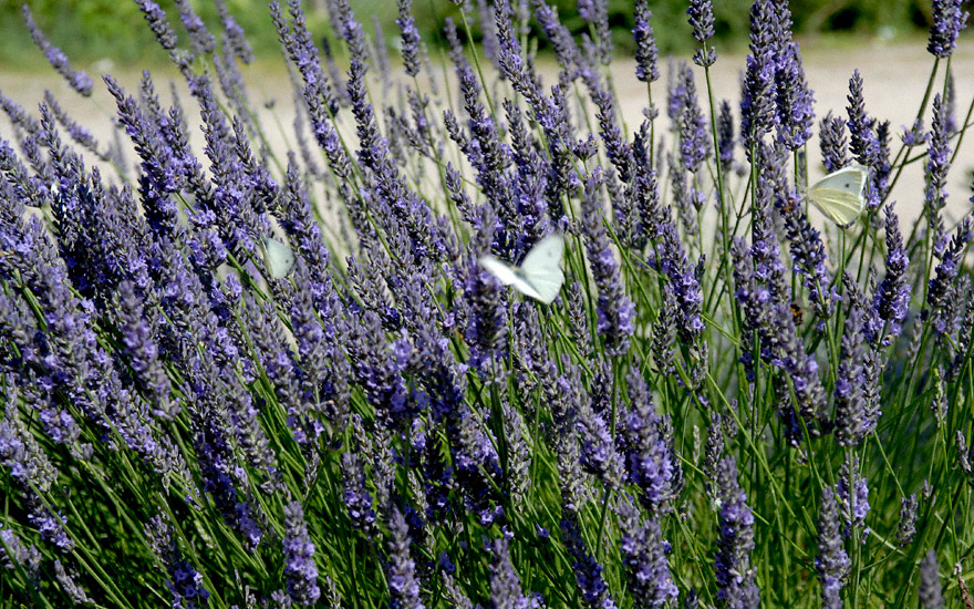 Lavendel 'Maillette' (Pflanze)