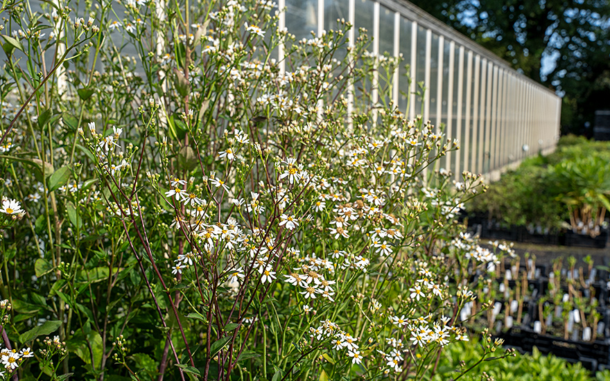Koreanische Aster, Chwinamul (Saatgut)