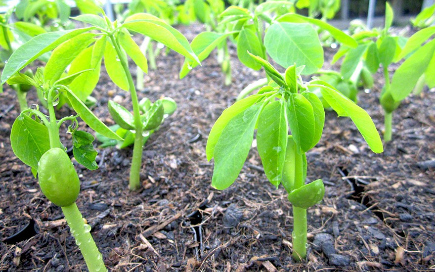 Afrikanische Moringa (Saatgut)