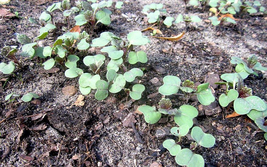 Äthiopischer Senf 'Carina' (Saatgut)