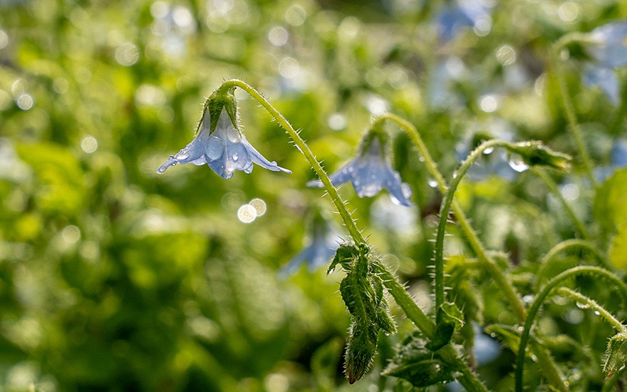 Ausdauernder Borretsch (Pflanze)