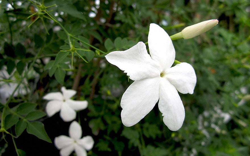 Französischer Jasmin (Pflanze)