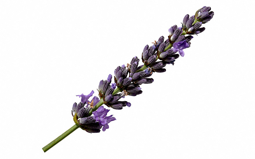 Provence-Lavendel 'Bleu des Collines' (Pflanze)