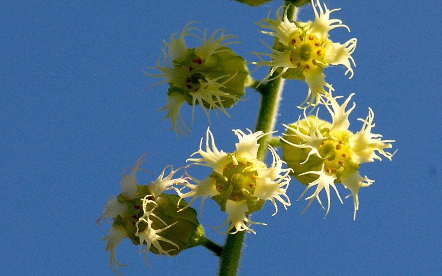 Tellima (Saatgut)