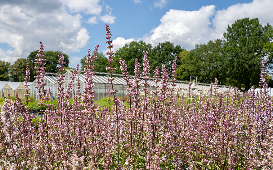 Hohe Katzenminze (Saatgut)