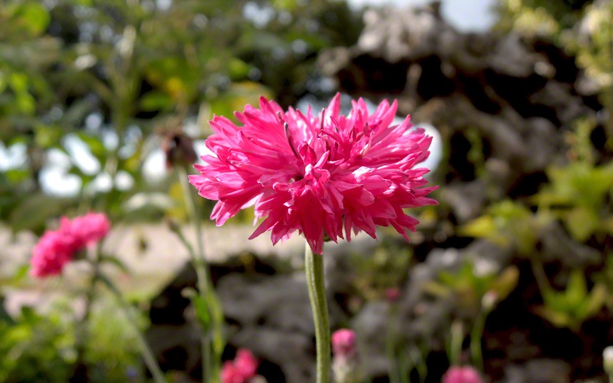 Kornblume, rot blühend (Saatgut)