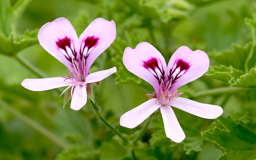 Duftgeranie 'Lemon Fancy' (Pflanze) Pelargonium sp