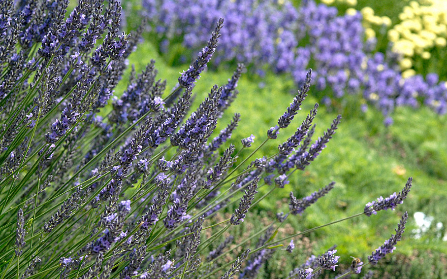 Lavendel 'Maillette' (Pflanze)