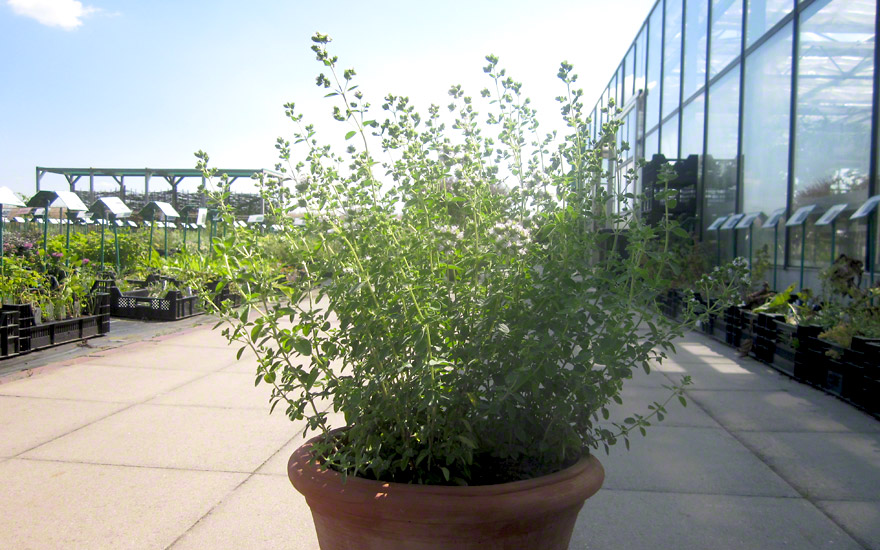 Kretischer Oregano (Pflanze)