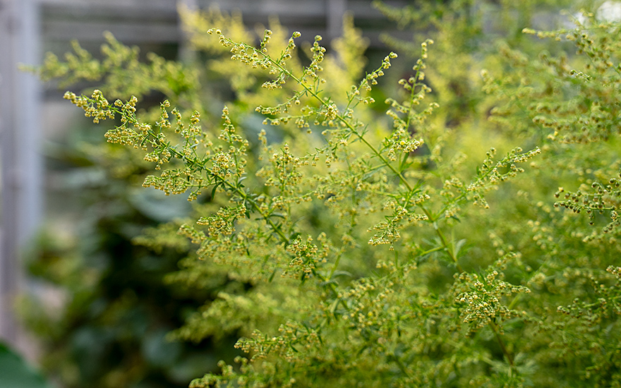 Artemisia annua, Einjähriger Beifuß (Saatgut)
