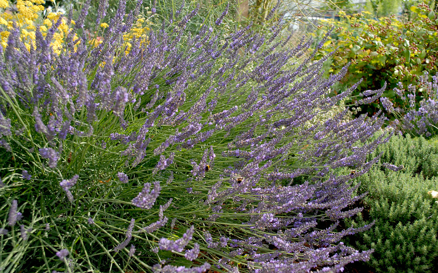 Lavendel 'Maillette' (Pflanze)