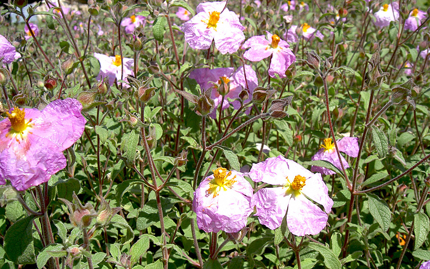 Zistrose "Cistus incanus"  pink Blüte,CISTROSE 50 Samen Mittelmeerpflanze