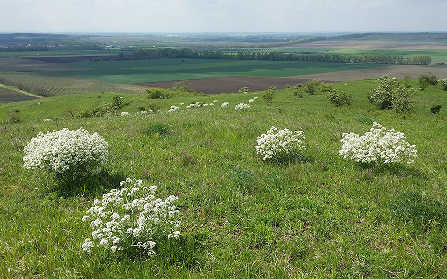 Tatarenkohl (Saatgut)