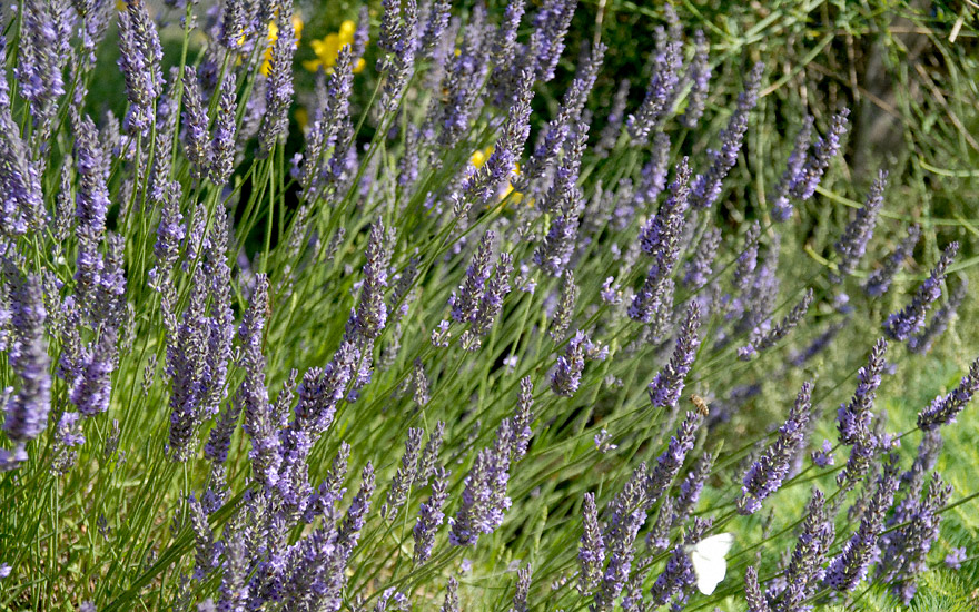 Lavendel 'Maillette' (Pflanze)