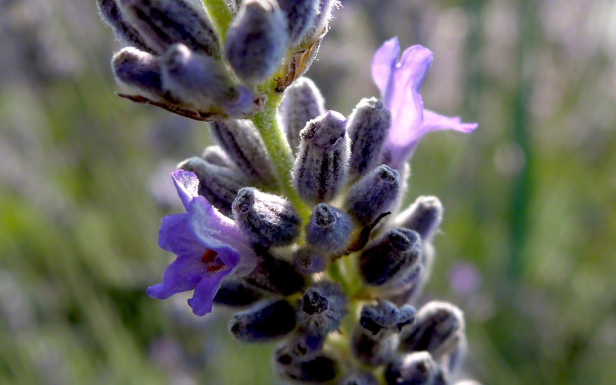 Lavendel 'Silver Frost' (Pflanze)