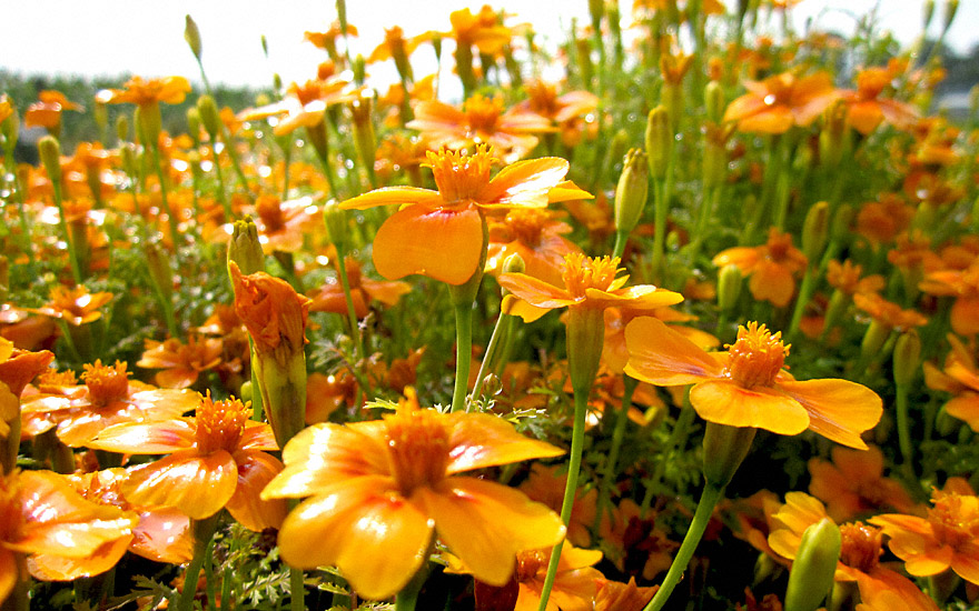 Gewürztagetes &#039;Orange Gem&#039; (Saatgut)