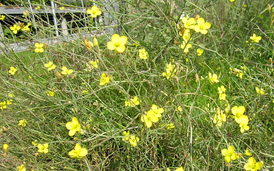 Italienische Rauke, Wildform (Pflanze)