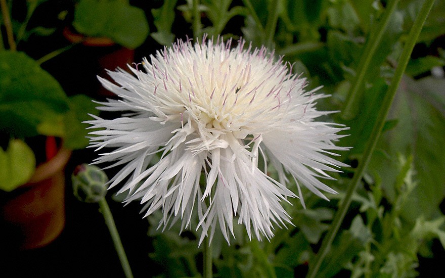 Duft-Flockenblume (Saatgut)