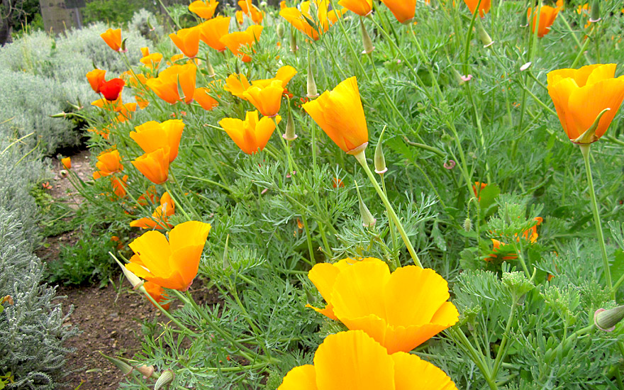 Kalifornischer Goldmohn (Saatgut)