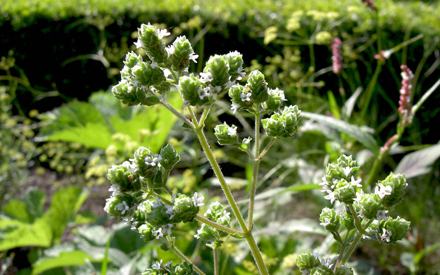 Syrischer Oregano (Zatar) (Pflanze)