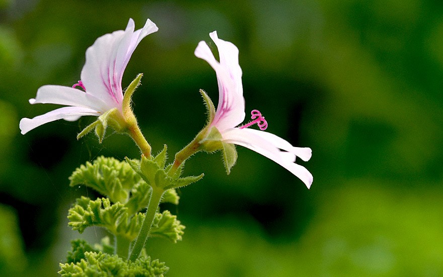 Duftgeranie 'Prince Rupert' (Pflanze)