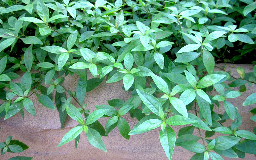 Mukunu-Wenna, grün (Pflanze)
