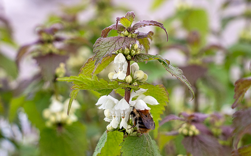 Weiße Taubnessel (Pflanze)