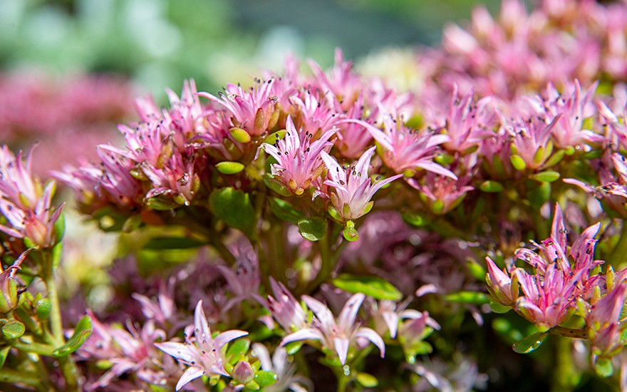 Kaukasus-Fetthenne (Saatgut)