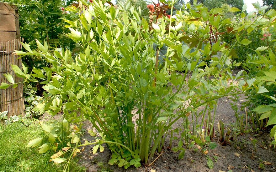 Liebstöckel, Maggikraut (Pflanze)