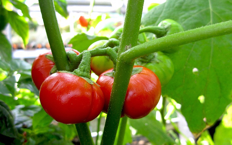 10+ Samen Saatgut Cannibal's Tomato Menschenfressertomate Solanum uporo
