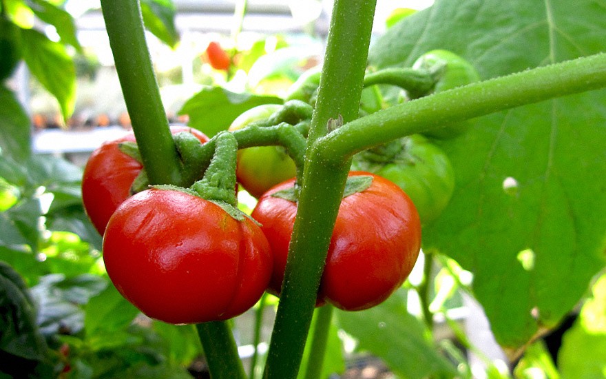 Menschenfressertomate (Saatgut)