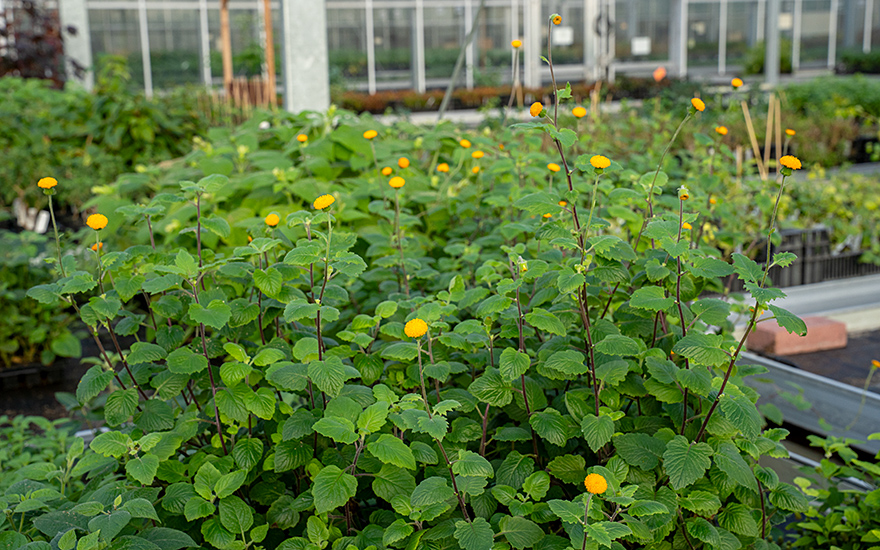 Embiribiri (Pflanze)