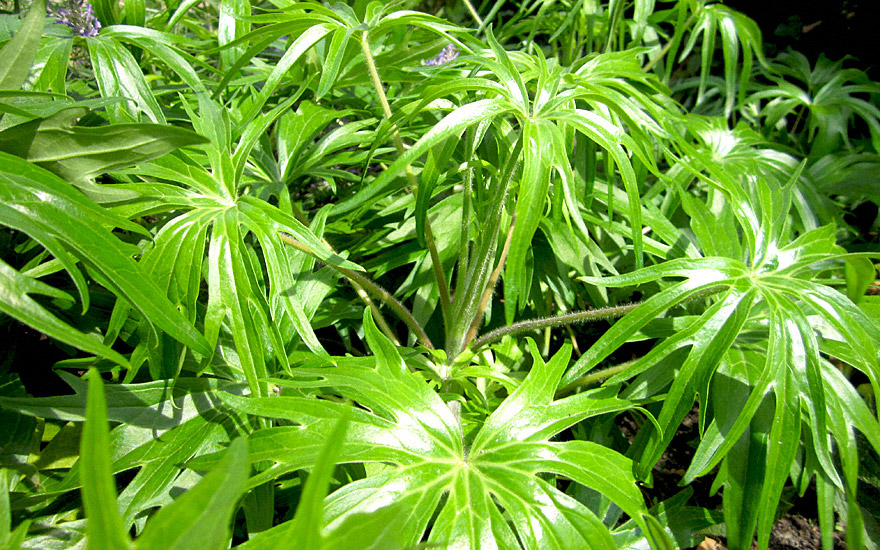 Staphisagria, Stephanskraut (Pflanze)