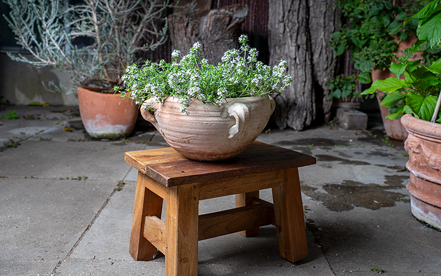 Polsterthymian 'Duftkissen'® (Pflanze)