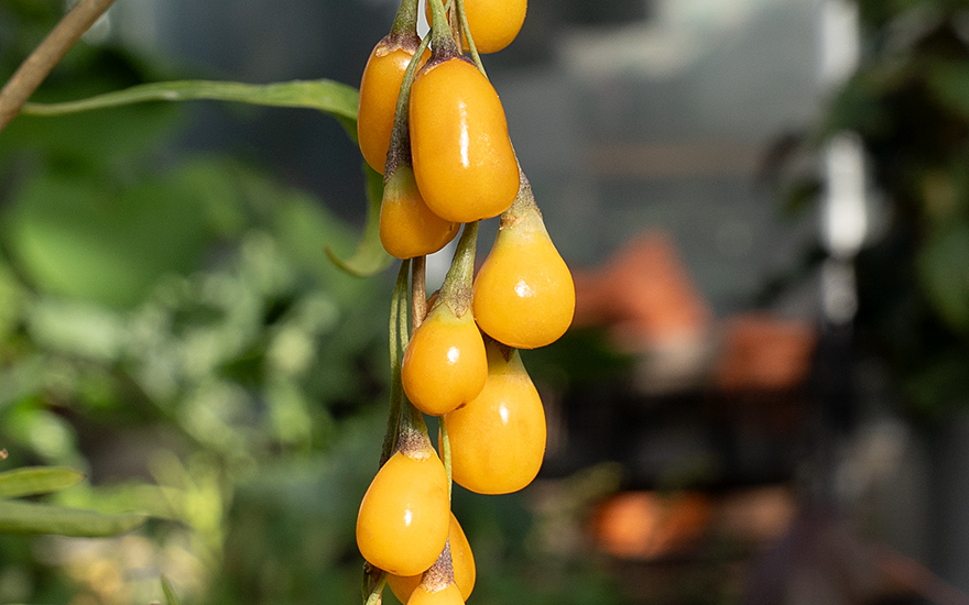 Goji-Beere 'Golden Honey' (Pflanze)