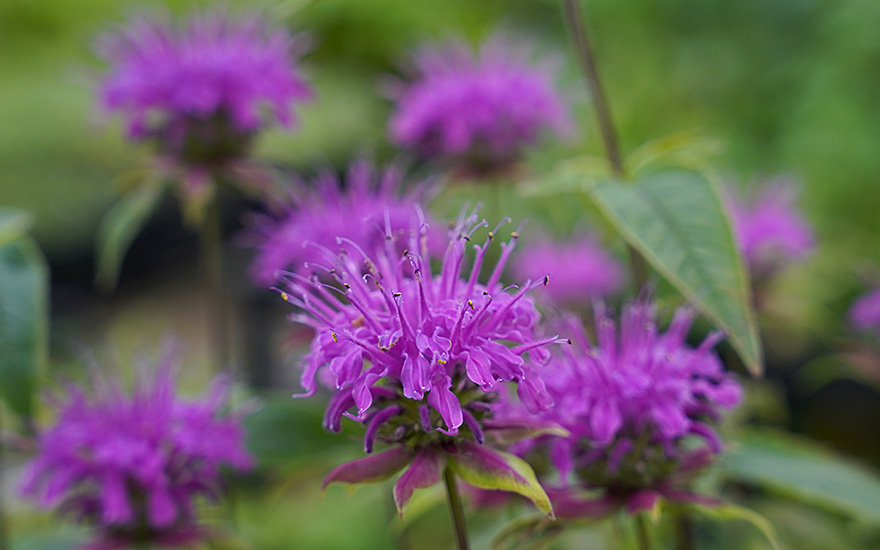 Monarda 'Huckleberry' (Pflanze)