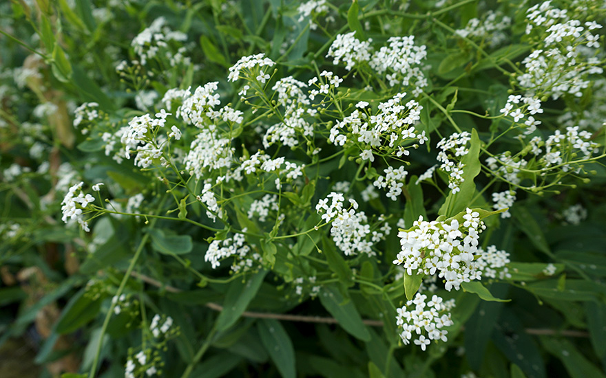 Löffelkraut, ausdauernd (Saatgut)