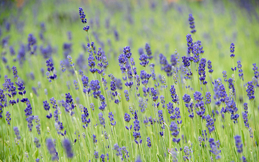 Lavendel 'Hidcote Blue' (Pflanze)