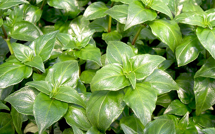 Pilzkraut 'Mushroom Plant' (Pflanze)