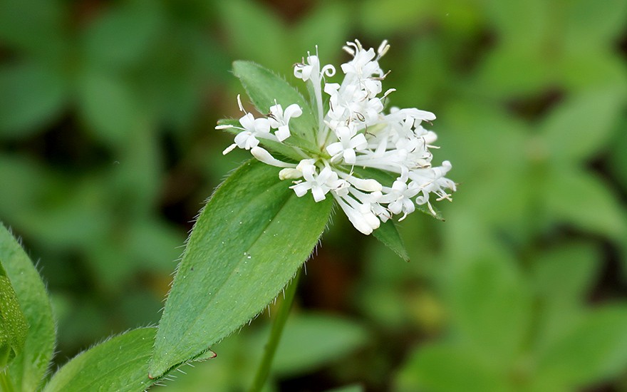 Turiner Waldmeister (Pflanze)
