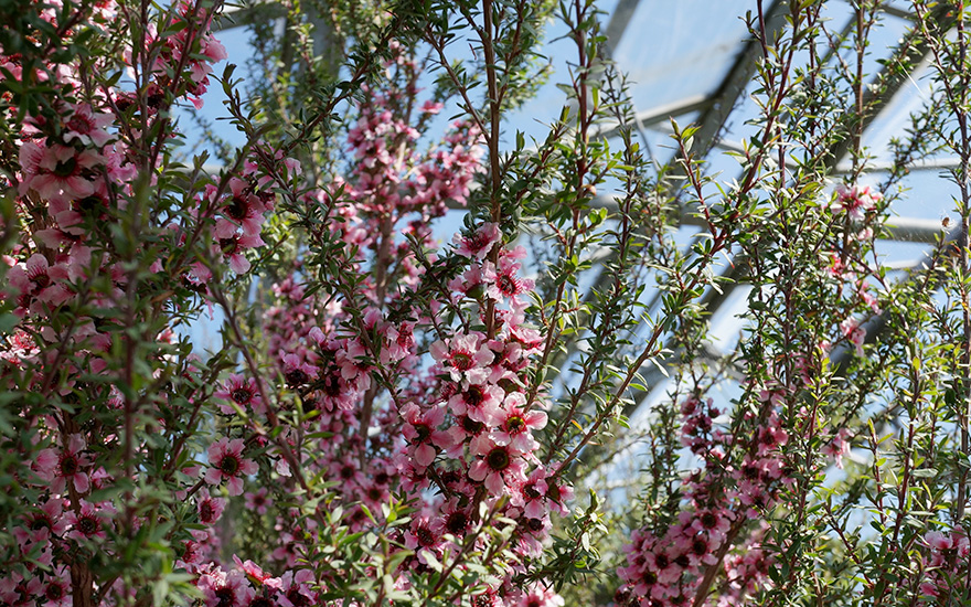 Manuka, Neuseelandmyrte (Saatgut)