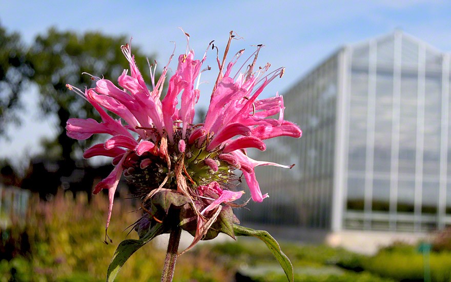 Goldmelisse, rosa blühend (Indianernessel) (Pflanze)