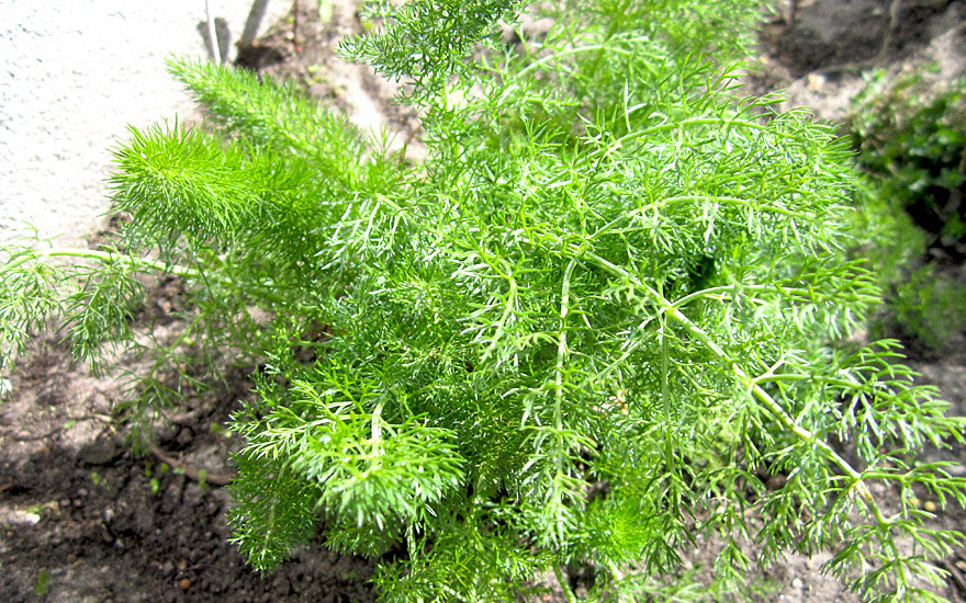 Gewürzfenchel (Saatgut)