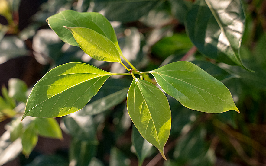 Kampferbaum (Pflanze)
